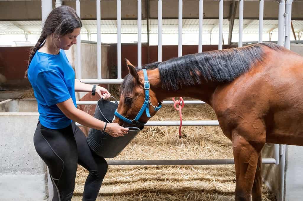 Terapia equina - Vista laterale della femmina che alimenta il cavallo baio dal secchio mentre si trova vicino alla stalla con recinzione metallica e fieno nel fienile