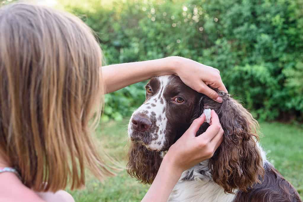 Una giovane ragazza si strofina le orecchie all'interno di un cane Springer Spaniel inglese. Il cane si siede pazientemente per la toelettatura