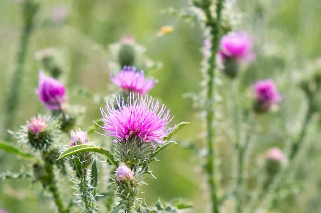 Cirsium vulgare, cardo selvatico, cardo selvatico, cardo comune, pianta di cardo di breve durata con steli e foglie alati con punta spinale, capolini di fiori rosa viola, circondati da spine br.