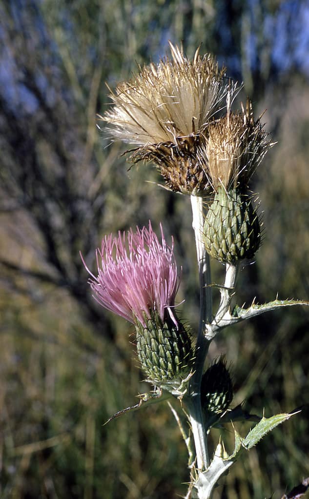 Cirsium undulatum – Cardo selvatico a foglia ondulata.