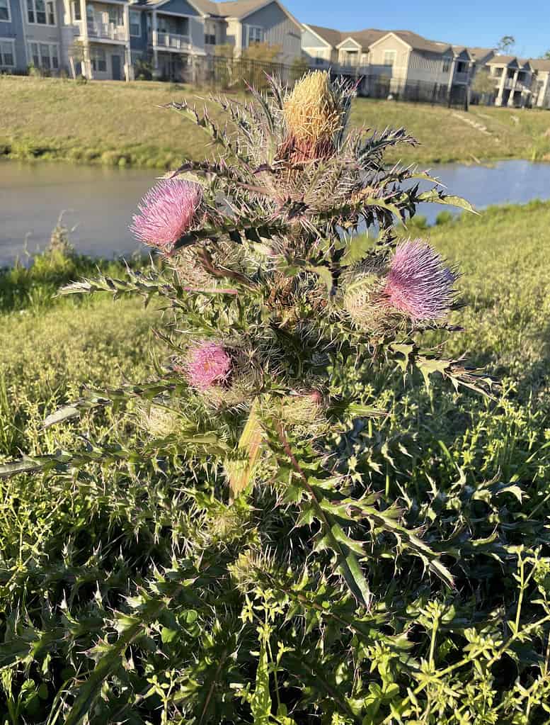 Un cardo selvatico (cirsium horridulum) trovato nel sud-est della Louisiana la sera