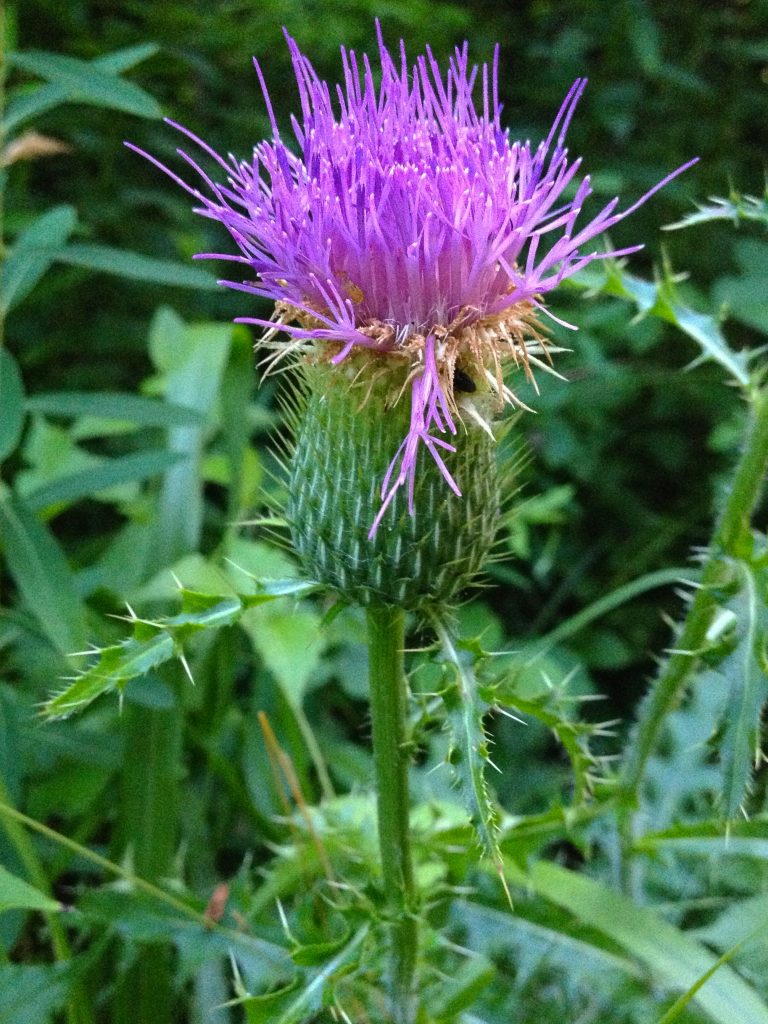 Cirsium pumilum Spreng. all'Huntley Meadows Park, Alexandria, Virginia