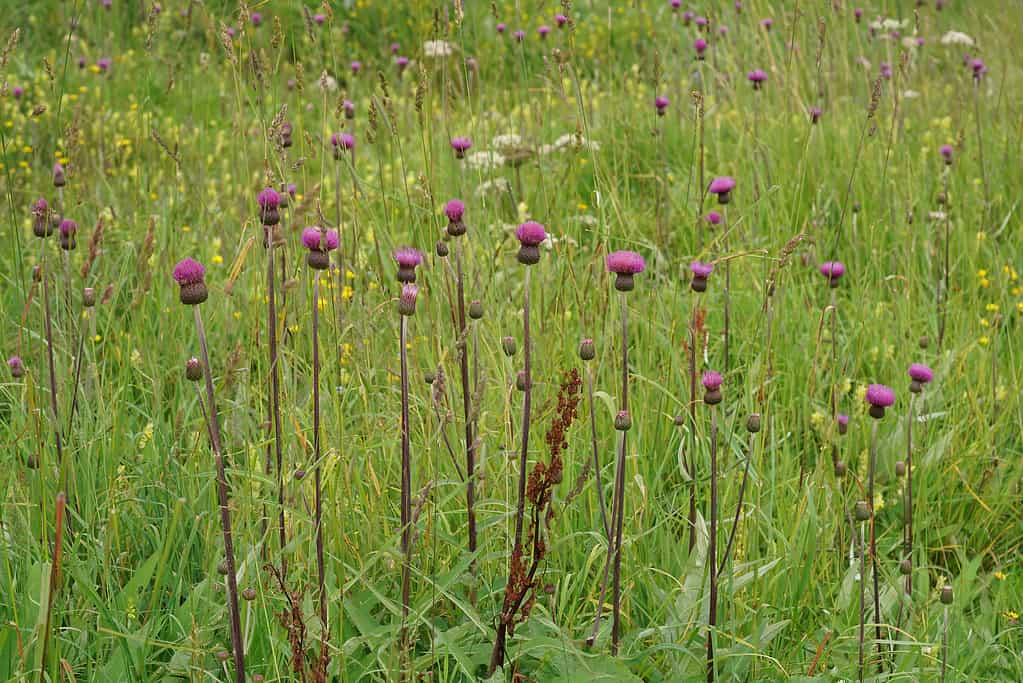 Vista panoramica dei fiori di cardo fioriti viola in un campo, Cirsium heterophyllum