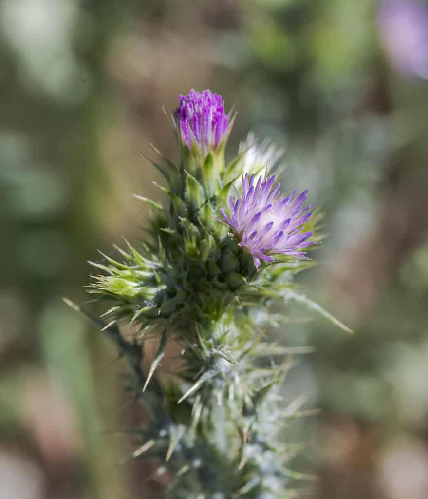 Cardo selvatico dal fiore sottile, Carduus tenuiflorus