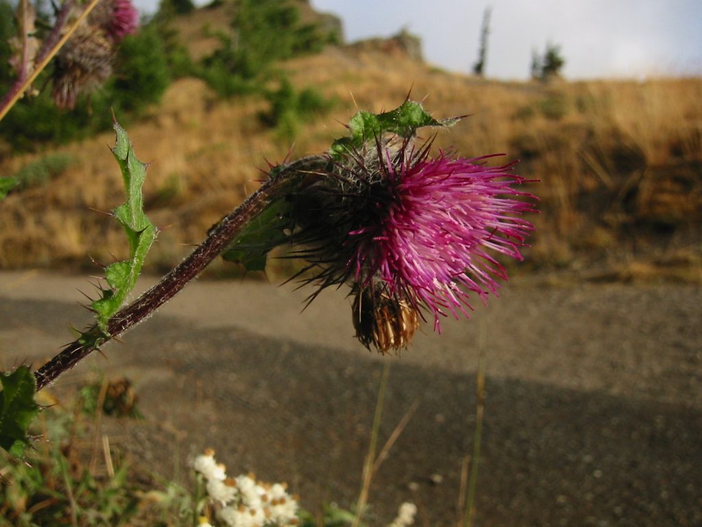 Fiore e fogliame commestibili del cardo selvatico, sentiero e prato dietro.