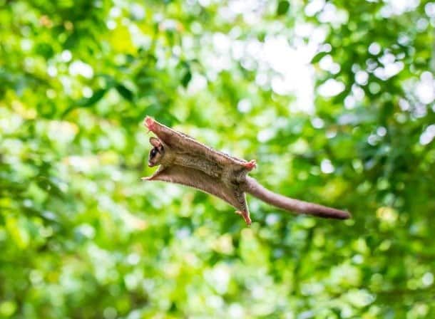 Petauri dello zucchero visti in un giardino verde, saltano e volano da un albero all'altro