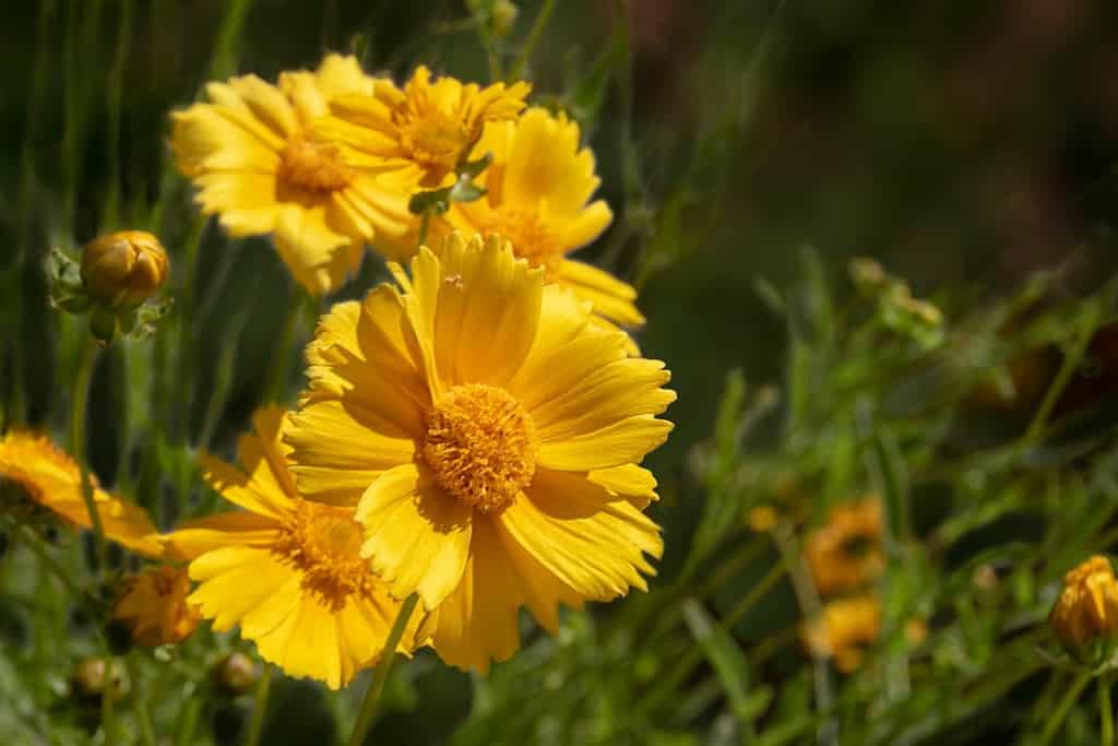 Fiori gialli, calendula del deserto, Baileya Multiradiata