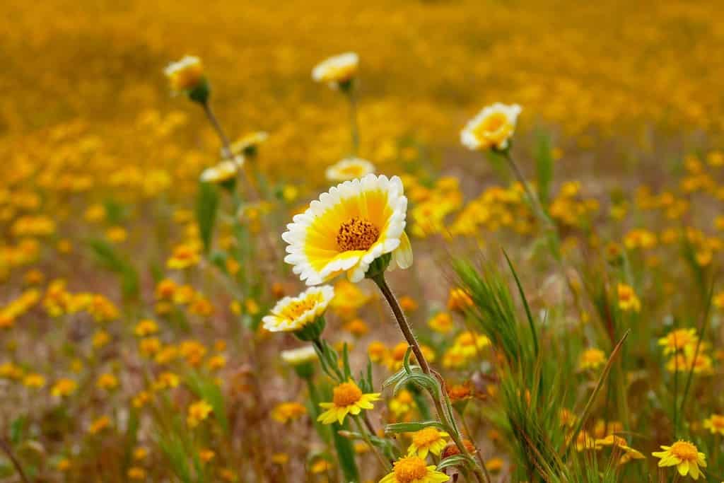 "Tidy-tips" Stagione primaverile dei fiori selvatici a Shell Creek Road CA USA.