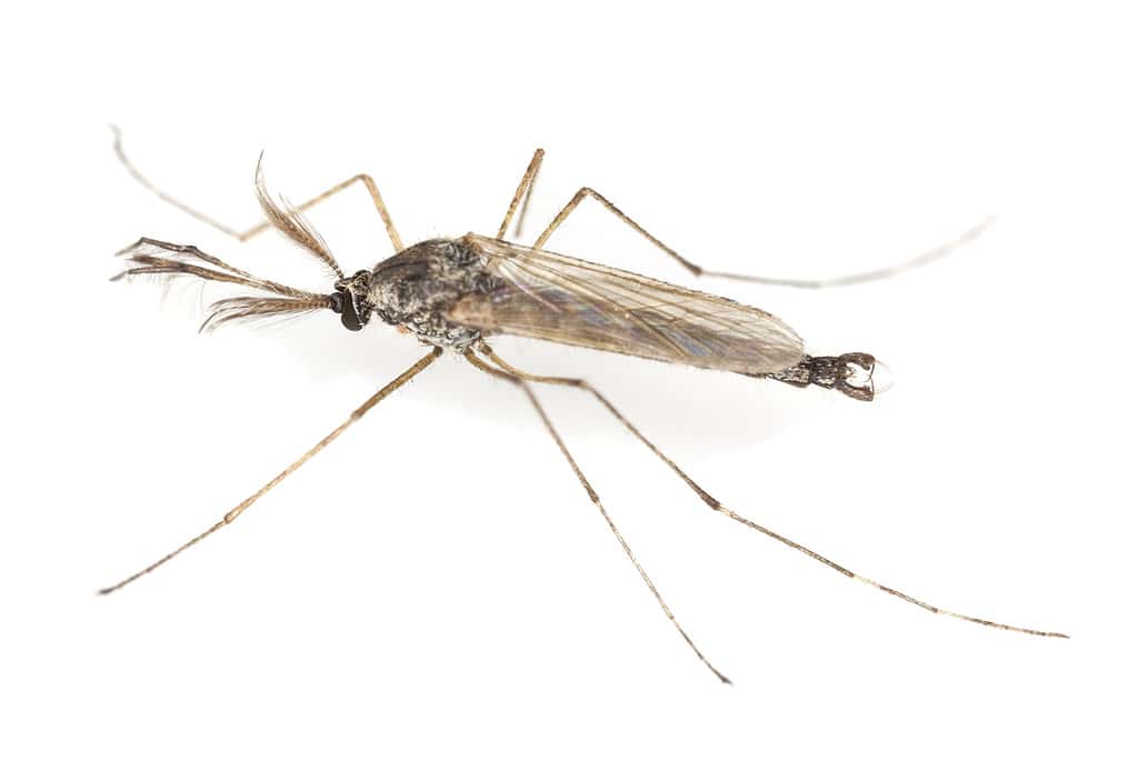 Nano che non morde (chironomide)