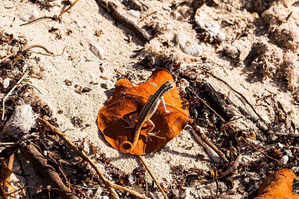 Piccola lucertola in Repubblica Dominicana - coda riccia senza maschera Hispaniolana, lucertola coda riccia di Santo Domingo - Leiocephalus lunatus - dettagli macro perfetti