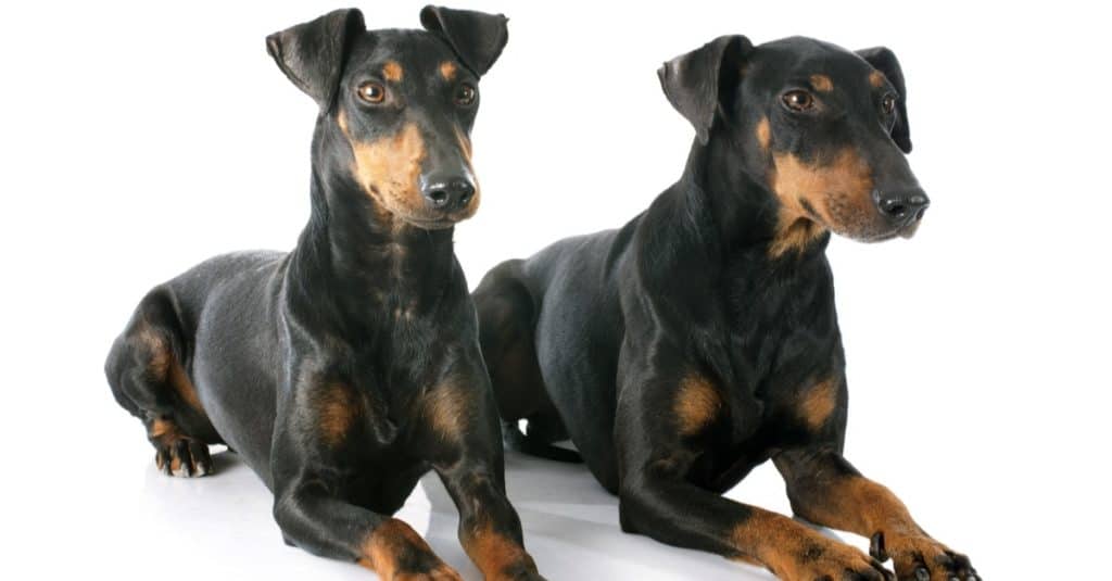 Manchester Terrier isolato su priorità bassa bianca