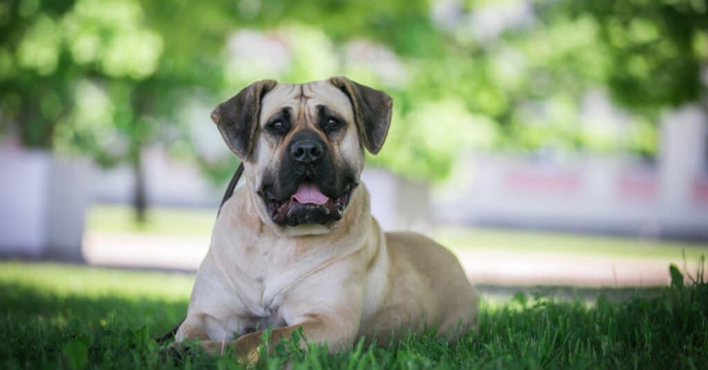 Presa Canario all'ombra
