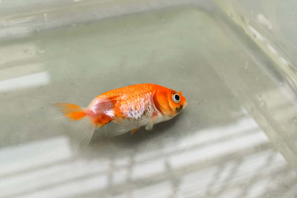 Quando un pesce rosso muore, può trasportare parassiti o malattie dannose per gli ecosistemi locali.