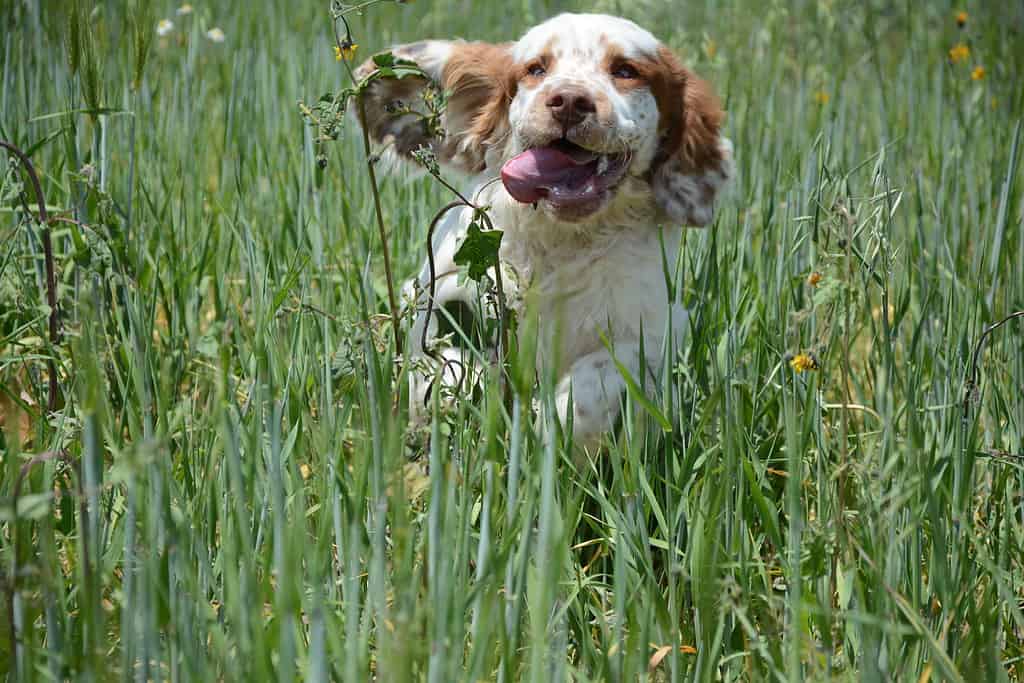 Cuccioli di Clumber Spaniel 7