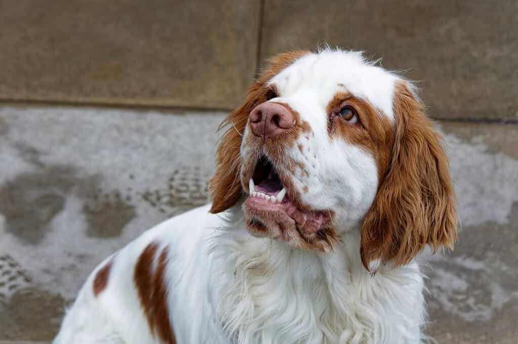 Clumber Spaniel