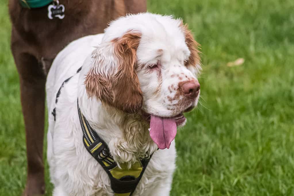 Cucciolo di Clumber Spaniel nell'erba