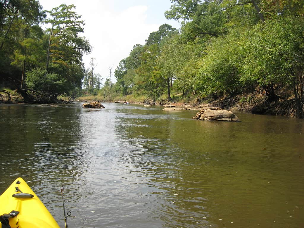 Il fiume Sabine è pieno di alligatori.