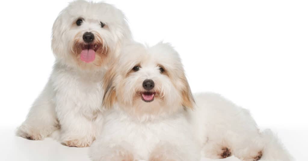 cuccioli isolati di Coton de Tulear