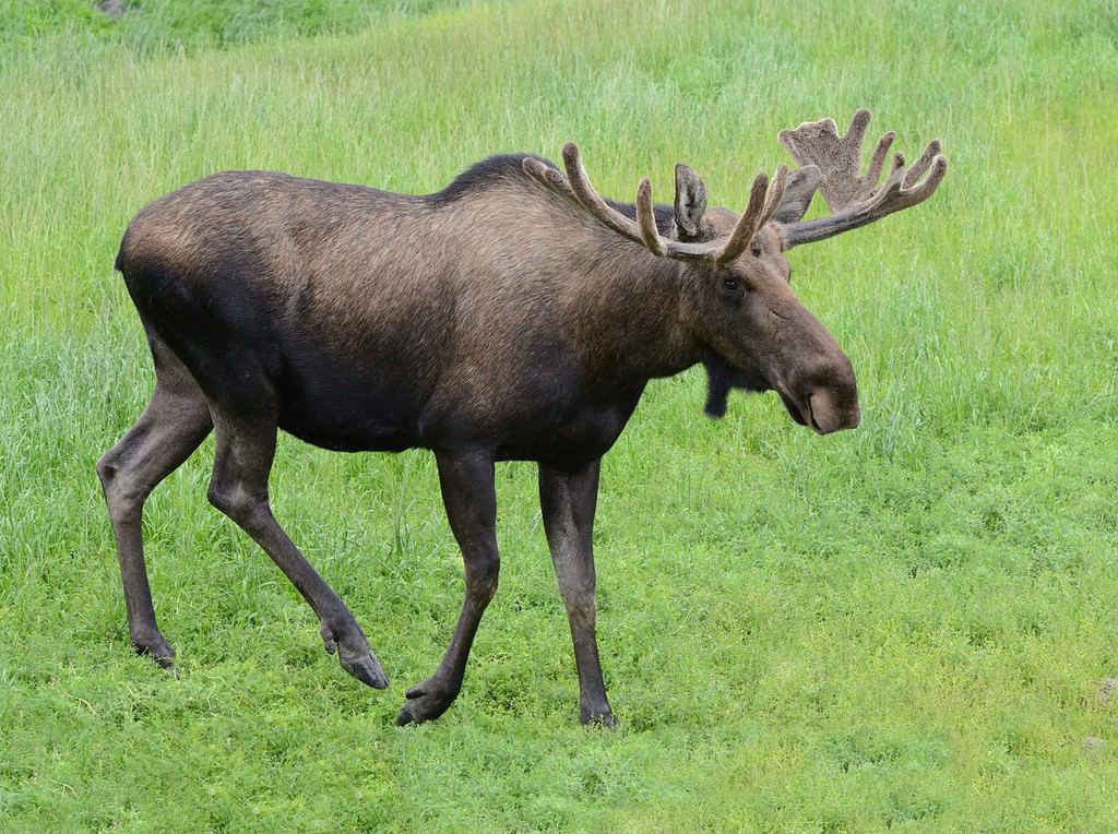 Toro delle alci selvatiche in estate
