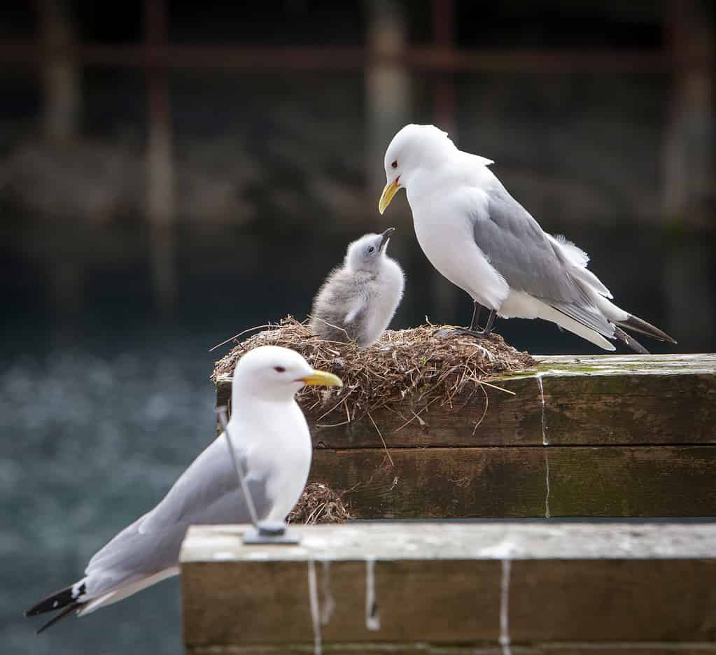 I gabbiani si accoppiano per la vita, anche se quando non sono in grado di avere pulcini, possono prendere strade separate.