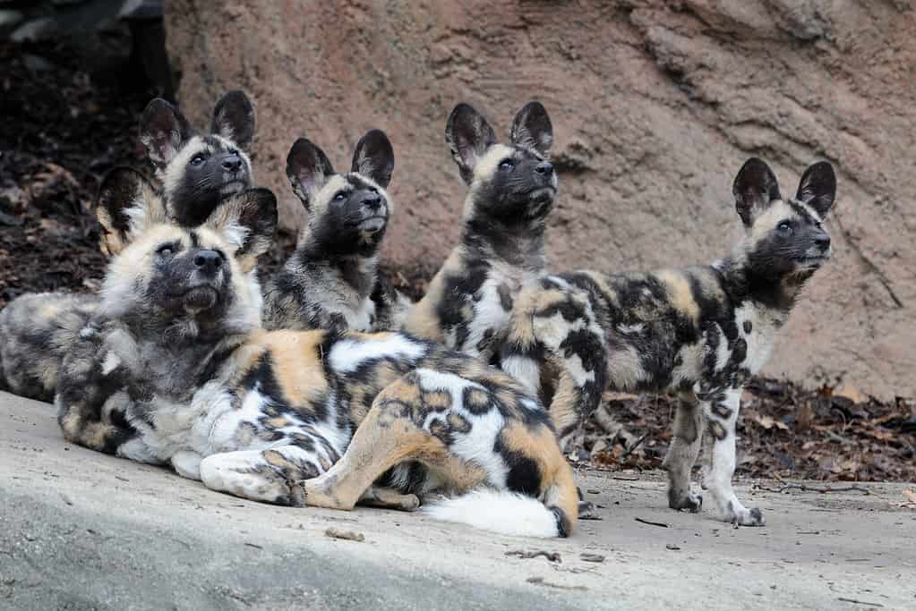 Branco di cani selvatici africani