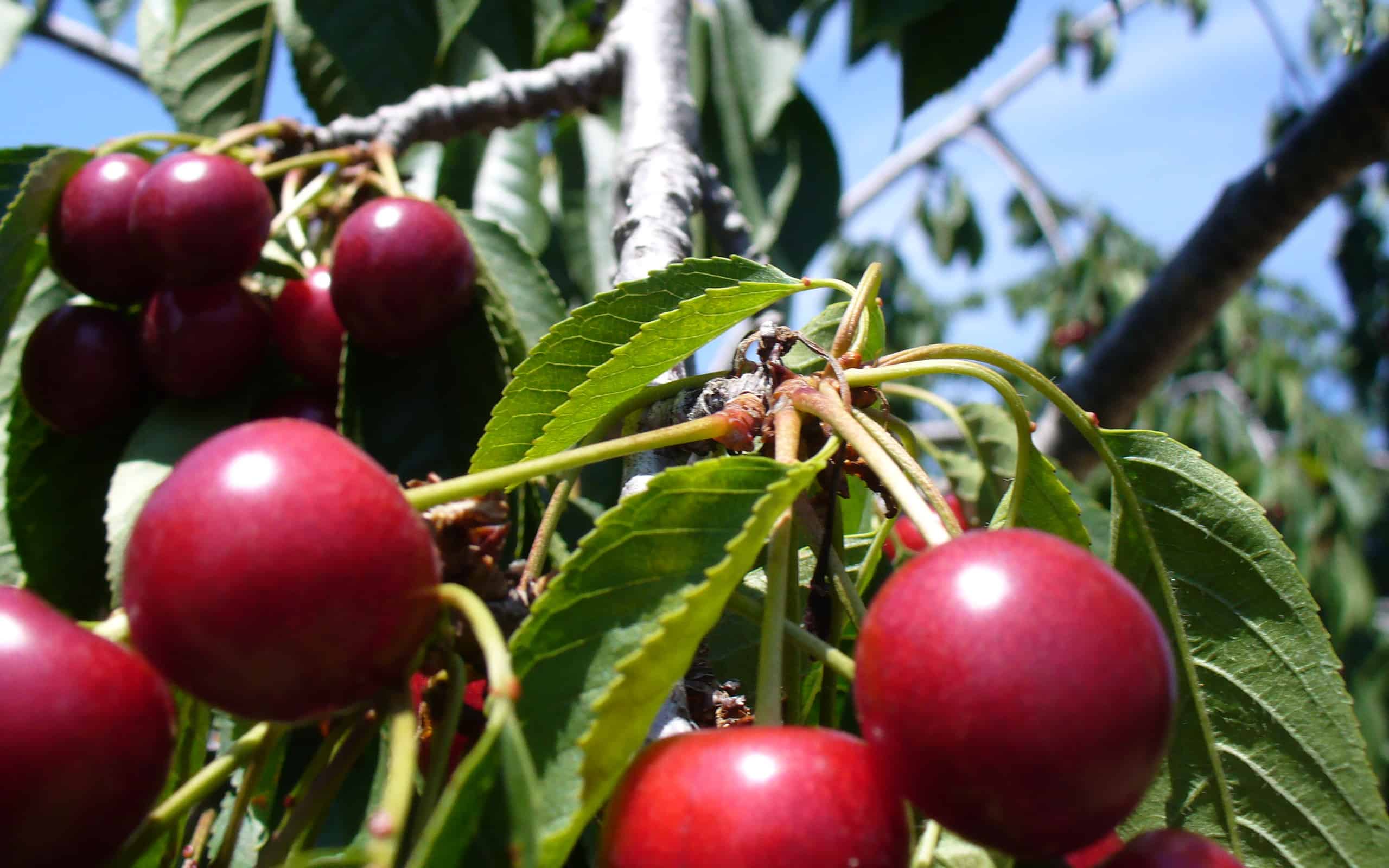 Ciliegie di Traverse City