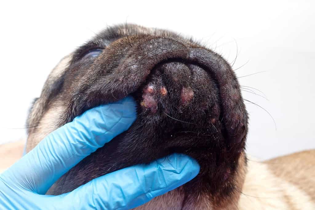 Il medico veterinario in guanti medici esamina le ferite alla testa del cane. cane carlino con ferite rosse infiammate sul viso. Allergia al cane, dermatite, un'infezione fungina sulla pelle del viso di un cane