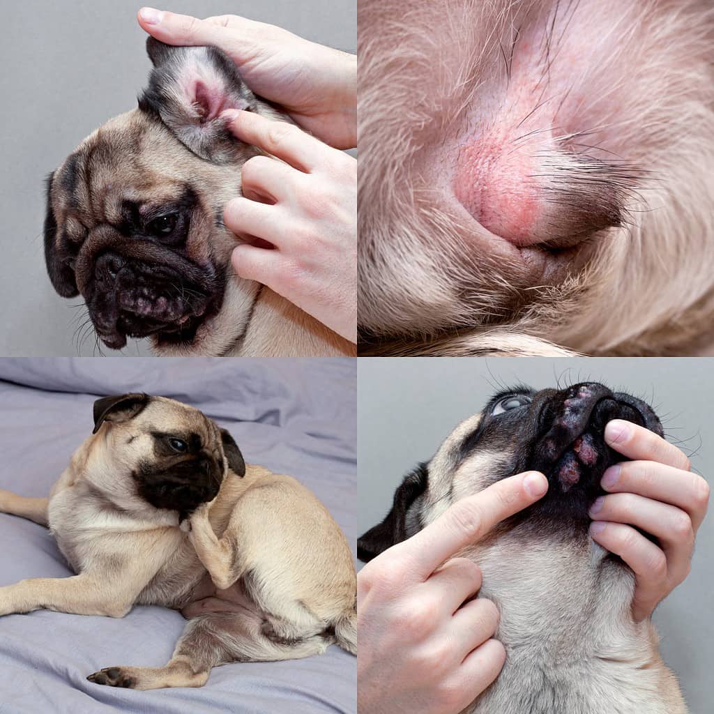 problemi dermatologici causati da allergie nei cani. collage con cane carlino