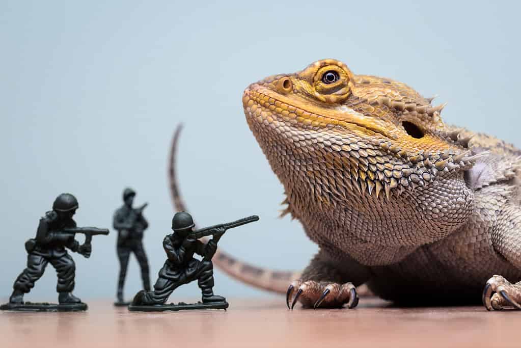 Dinosauro mostro drago barbuto