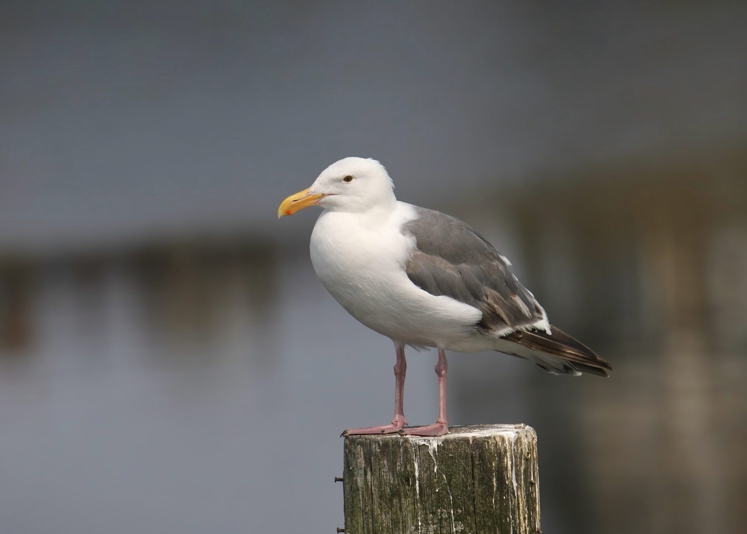 Gabbiano occidentale (larus occidentalis) appollaiato su un palo di legno