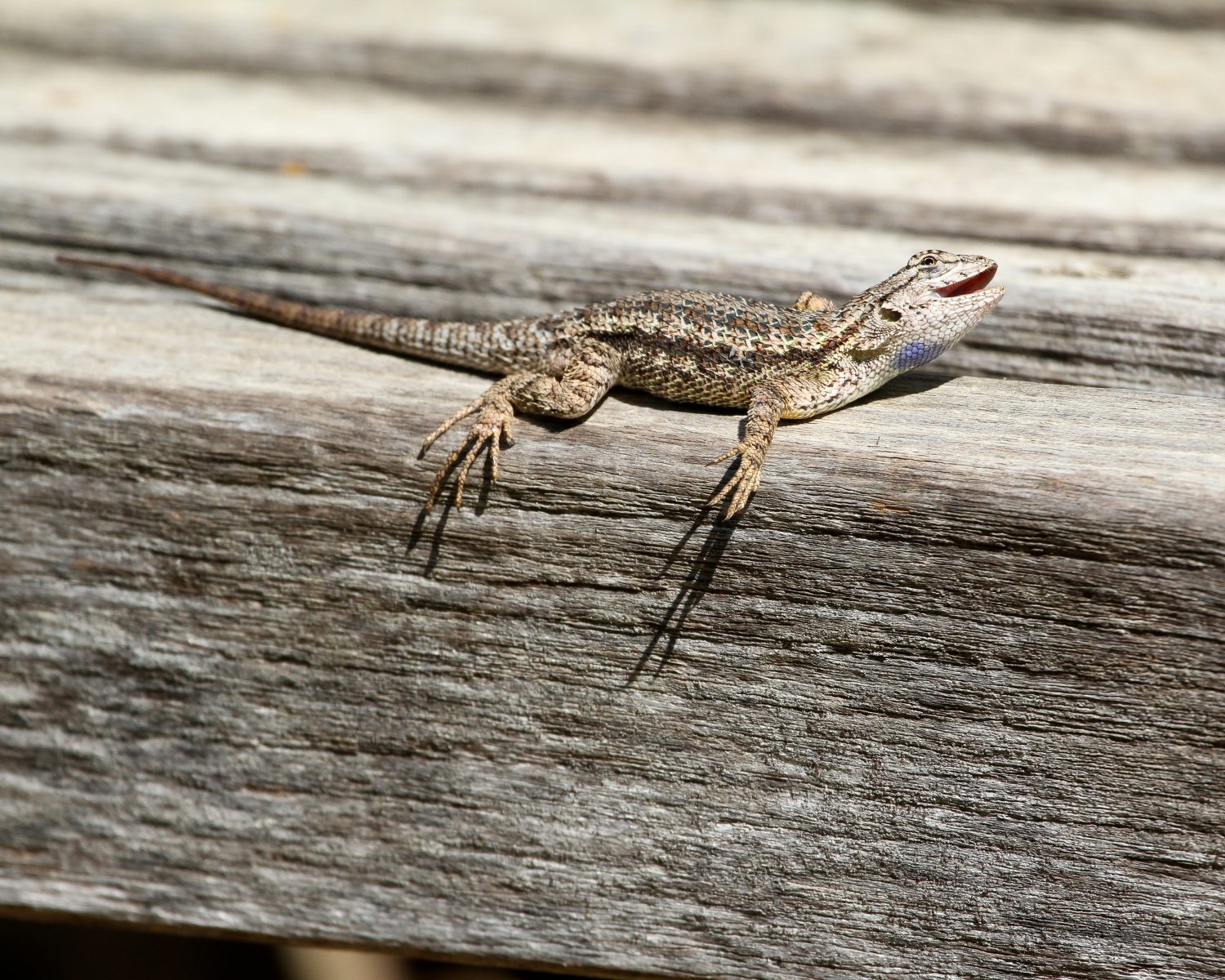Recinzione occidentale Rettile lucertola (Sceloporus occidentalis).