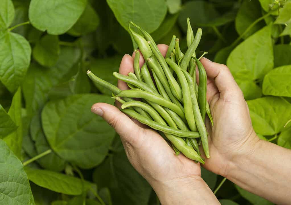 Mani piene di fagiolini freschi dal giardino