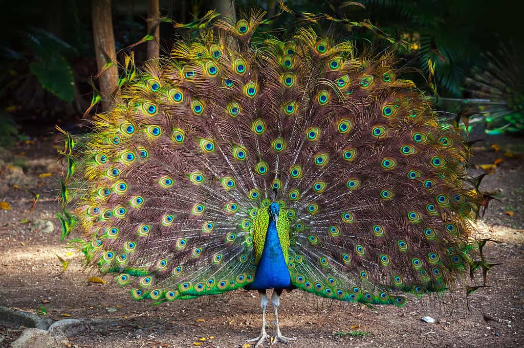 Wild Peacock va nella foresta oscura con Feathers Out