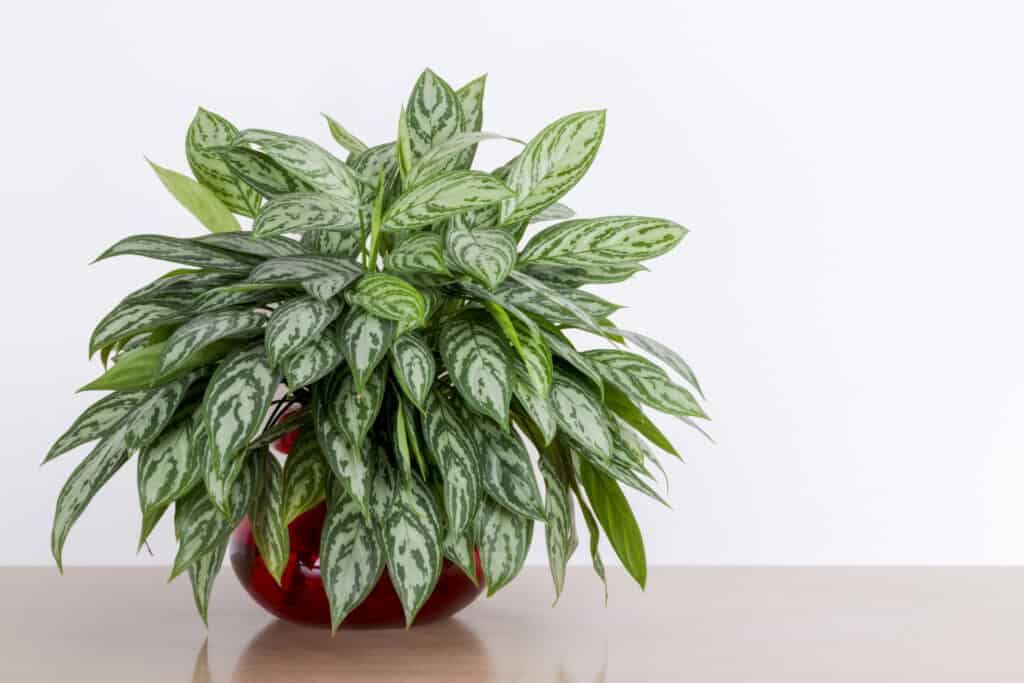 Aglaonema Maria