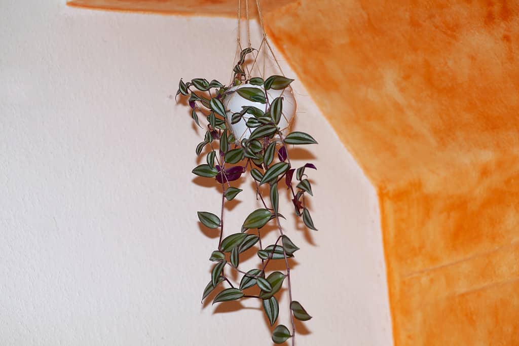 Pianta in vaso di Tradescantia zebrina