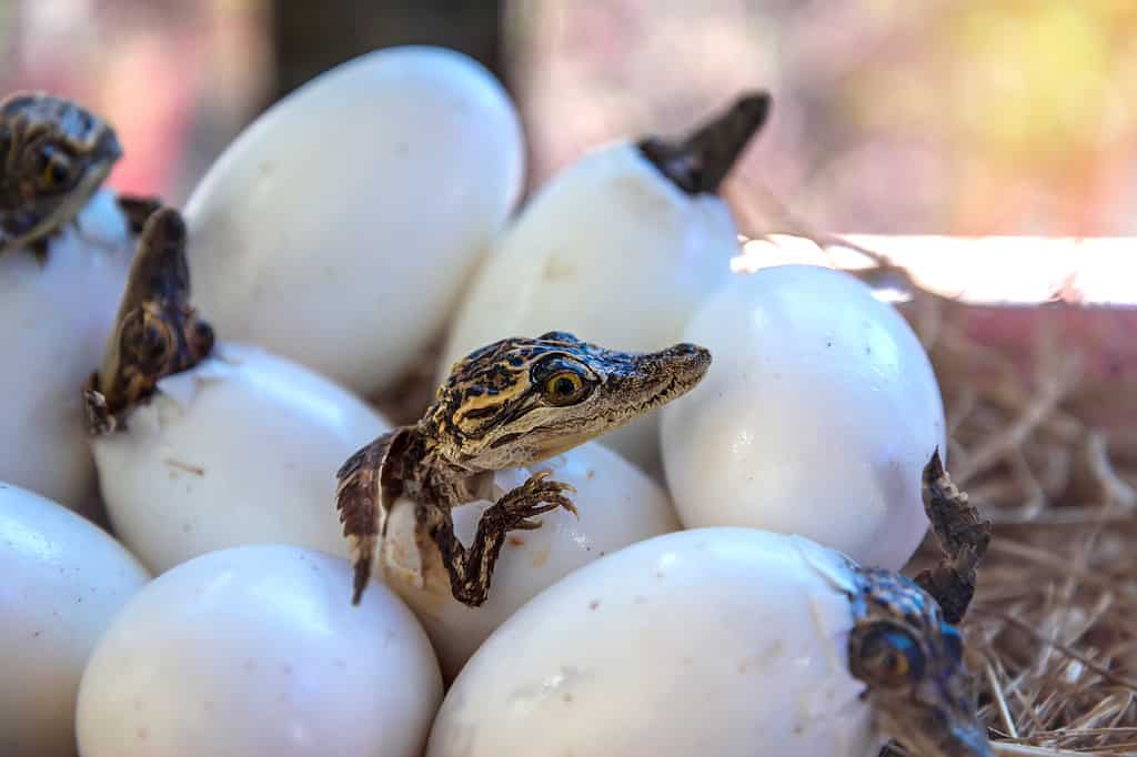 roba da piccoli coccodrilli che si schiudono dalle uova