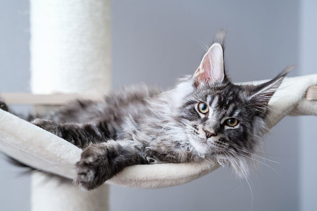 Carino tabby grigio argento giovane gatto maine coon sdraiato sull'amaca sull'albero del gatto a casa guardando la macchina fotografica. Gattino di 4 mesi che si rilassa