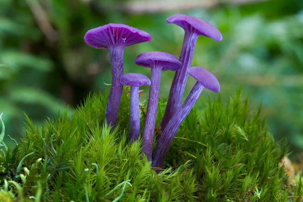 Fungo viola viola Ametista ingannatore (Laccaria amethystina)