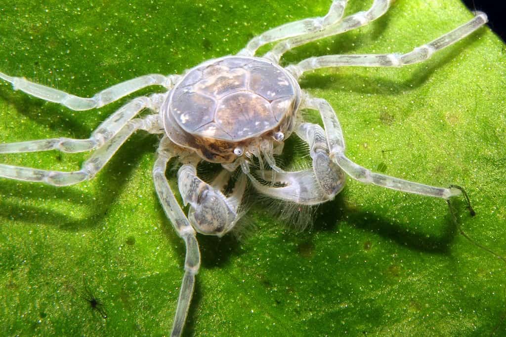 Limnopilos naiyanetri, micro granchio tailandese dell'acquario d'acqua dolce
