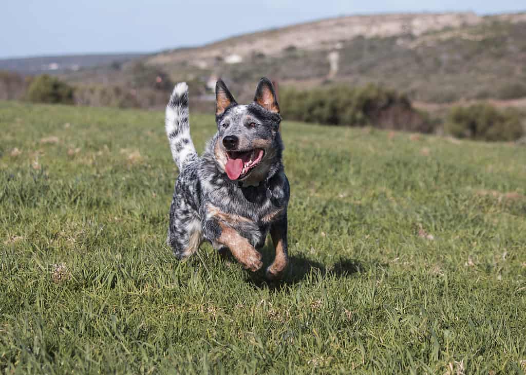Australian Cattle Dog (heerer blu) che corre su erba verde lussureggiante