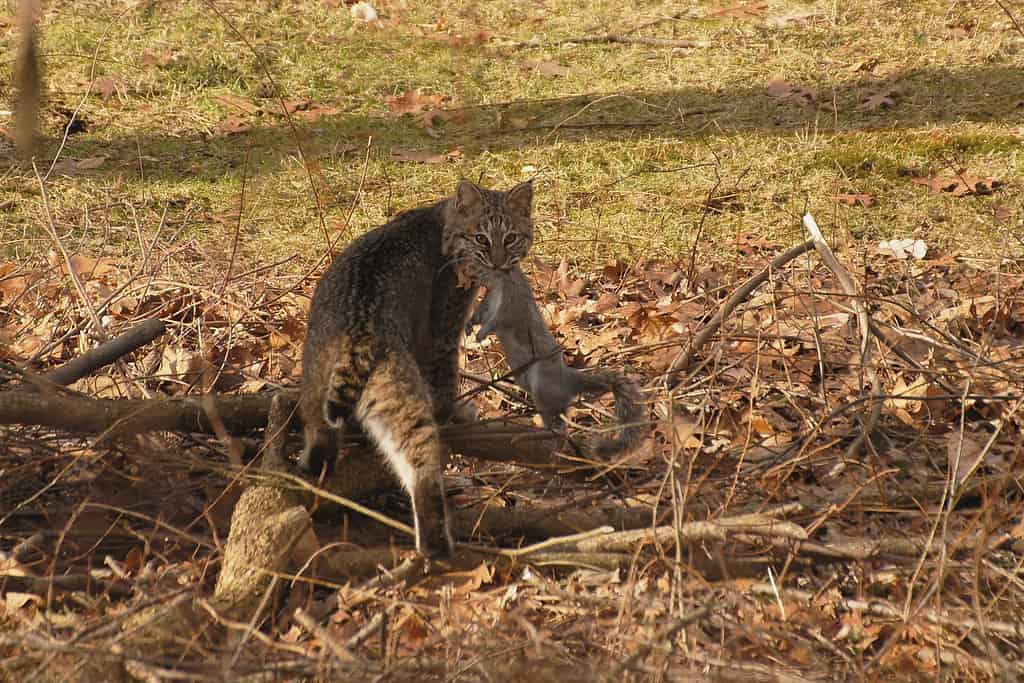 Bobcat