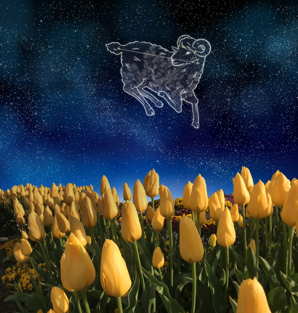 Ariete e campo di tulipani