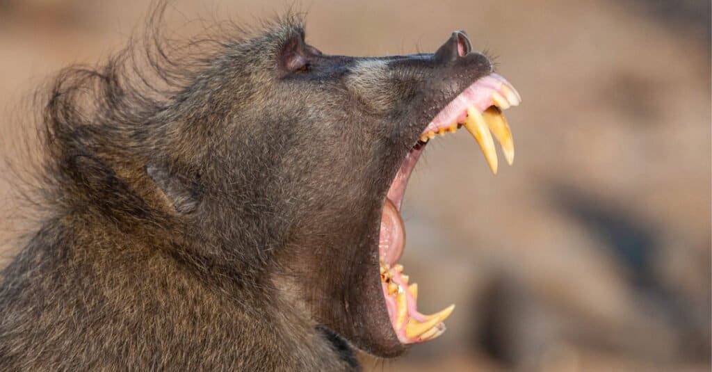 Denti di babbuino - Chacma Babbuino