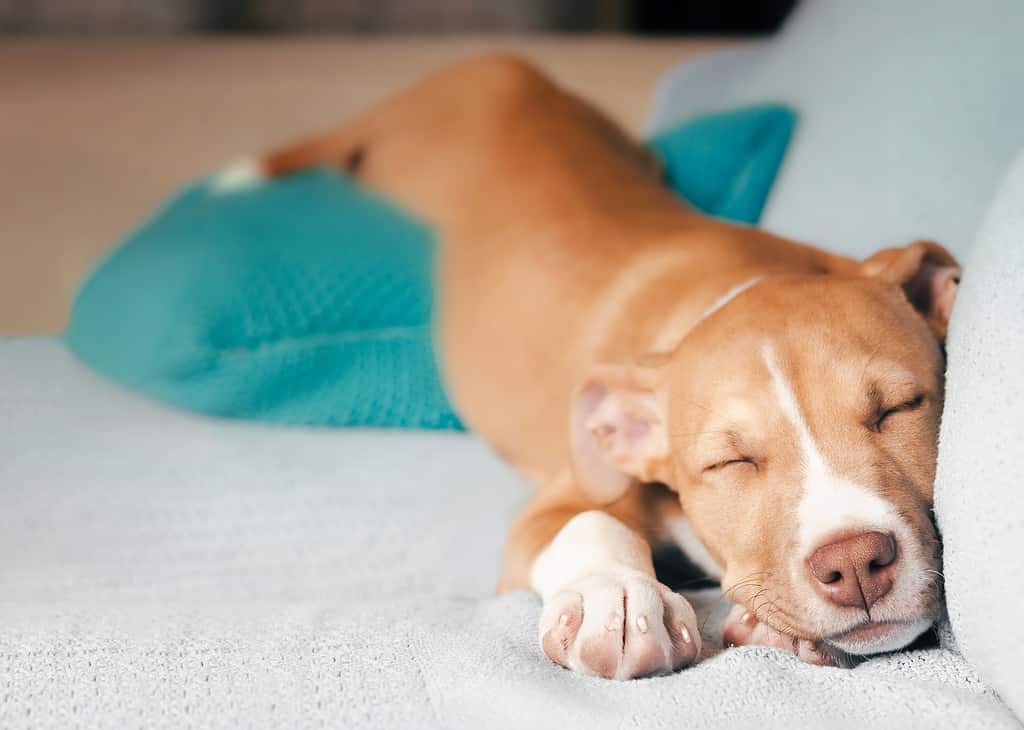 Cucciolo carino che dorme in posizione divertente nel divano.