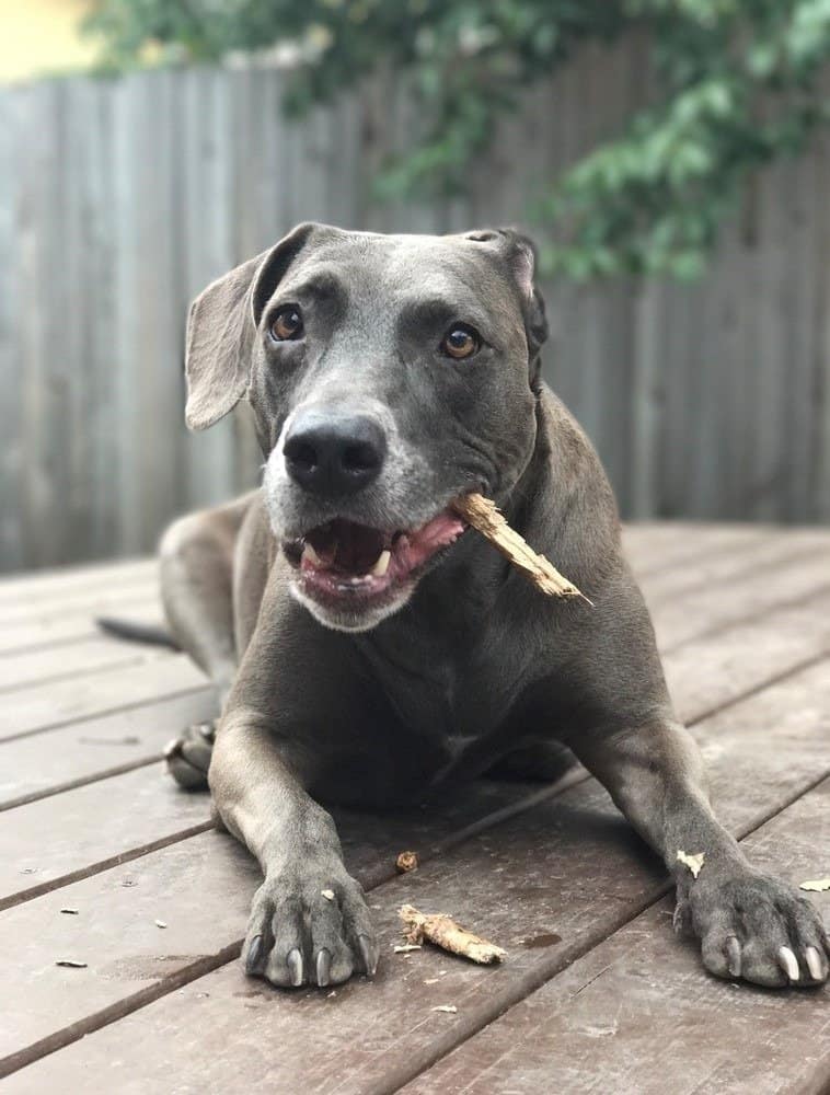 Cane Blue Lacy che mastica un bastone