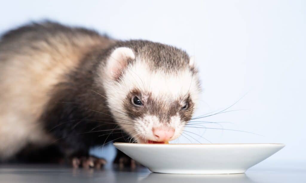 Un furetto domestico mangia un uovo di quaglia