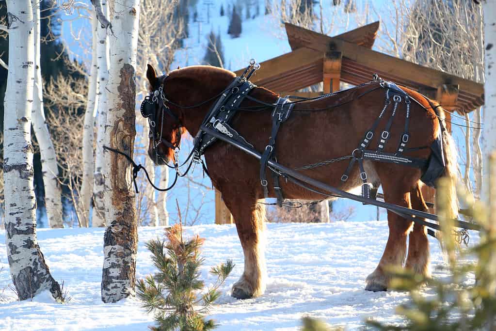Cavallo di montagna