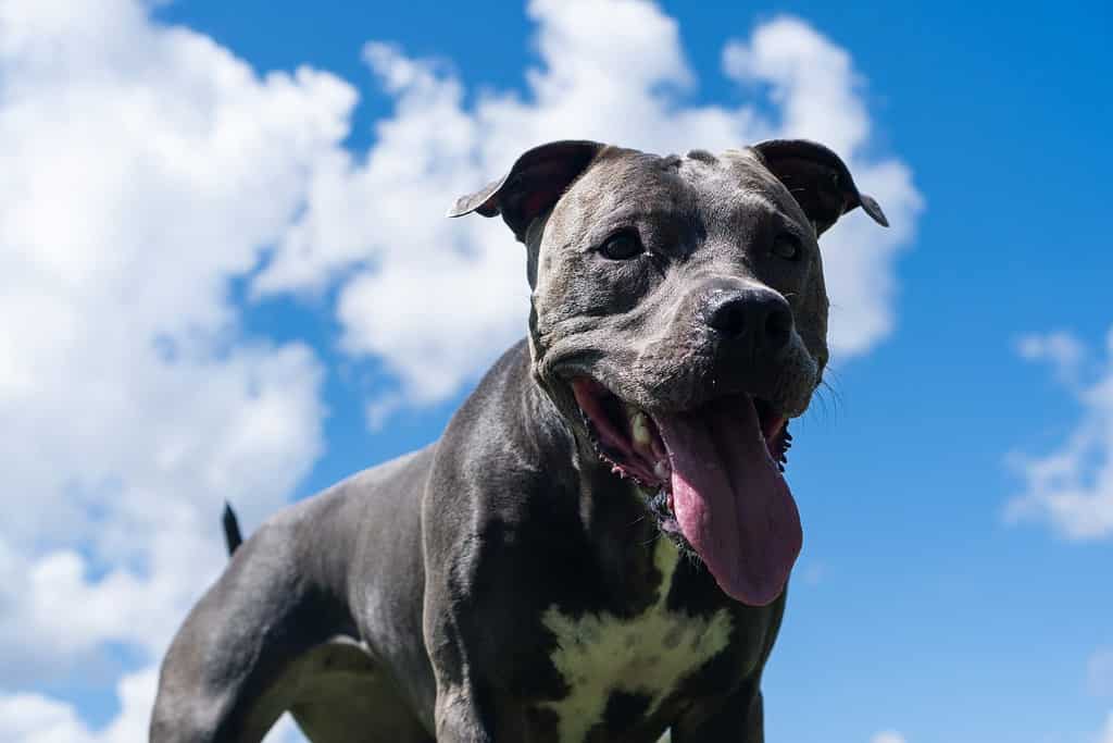 Cane Pitbull dal naso blu che gioca e si diverte nel parco.  Pavimento erboso, rampa di agilità, palla.  Messa a fuoco selettiva.  Parco per cani.  Giorno soleggiato.
