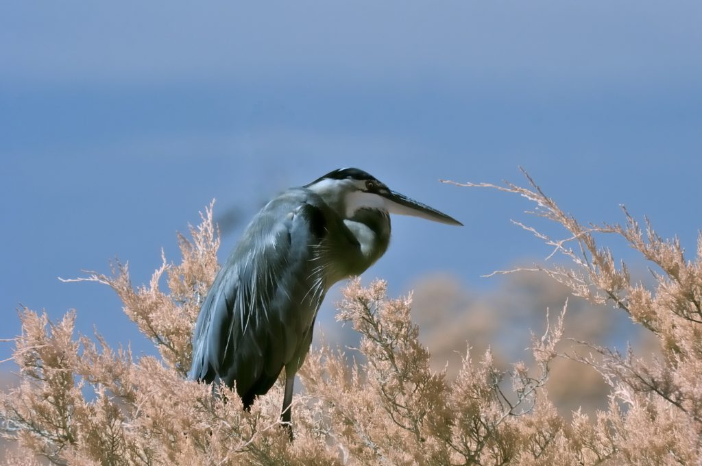 Airone blu maggiore in IR - II