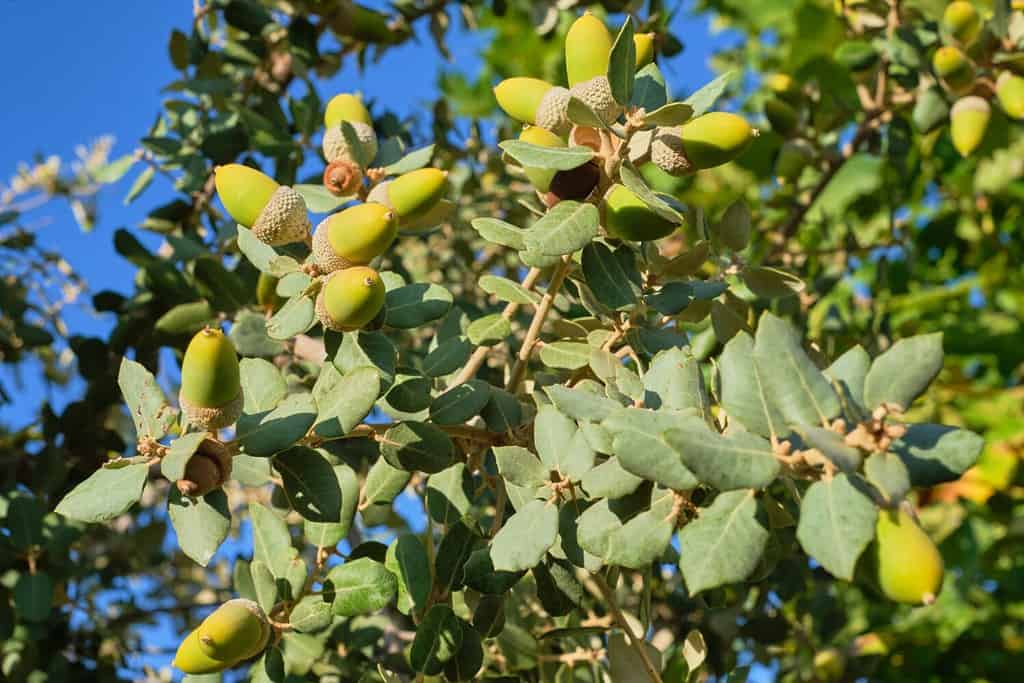 Chiuda sulla coppia di ghiande sul ramo di leccio verde e colorato sfondo bokeh